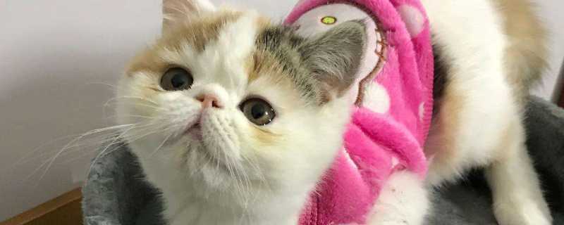 猫能不能打