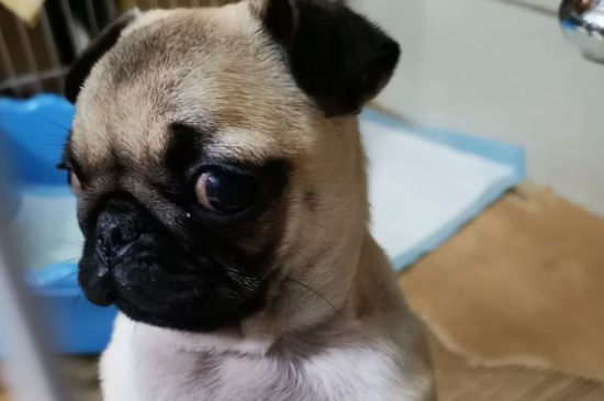 八哥犬掉毛吗