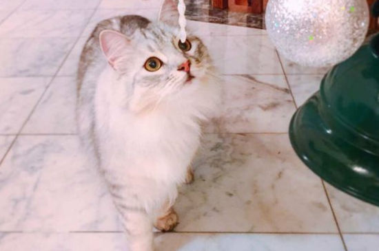 西伯利亚森林猫优缺点