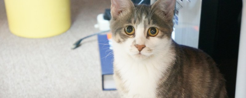 猫叫春吃什么药