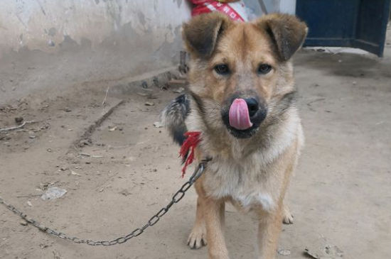 幼犬咬伤需要打狂犬吗