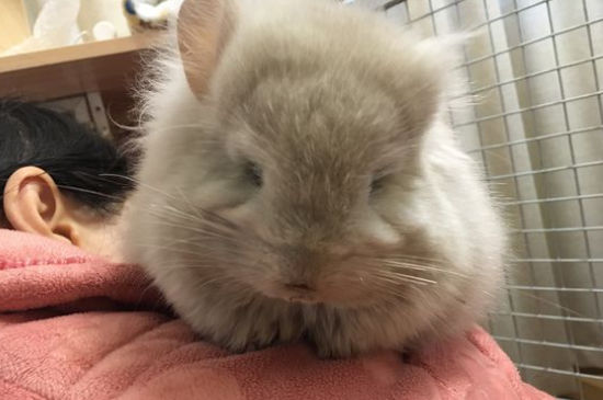 龙猫是鼠类为什么叫猫