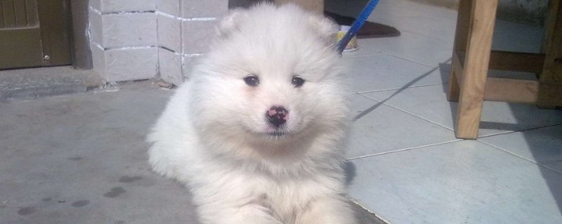 狗狗随地大便怎么处理