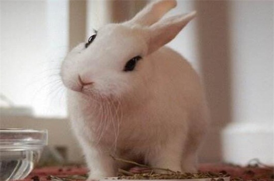 兔子怕猫吗