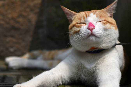 猫鼻子不通气怎么缓解