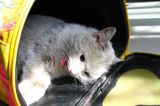 流浪小猫抓出一点点血