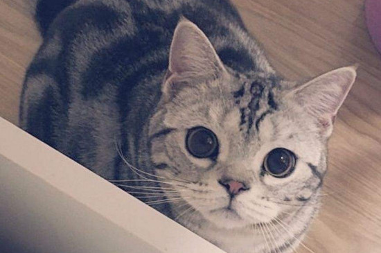 猫能不能吃生肉