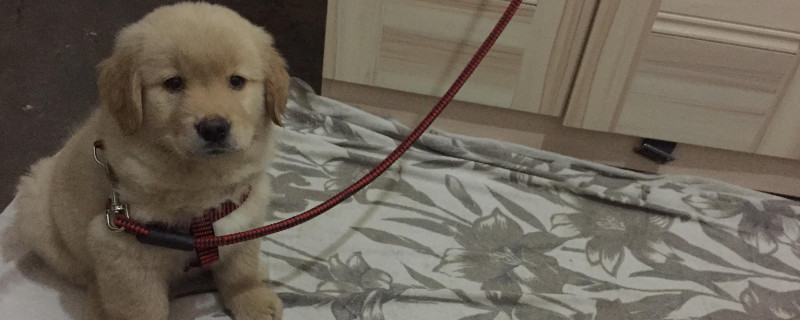 幼犬吐白色粘液