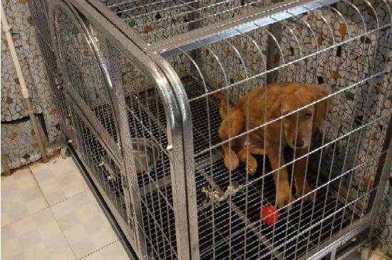 养狗用狗窝还是狗笼好，幼犬用狗笼成犬用狗窝