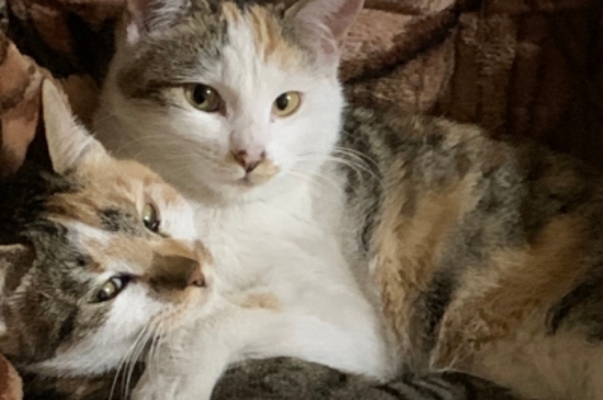猫骨折能自愈吗