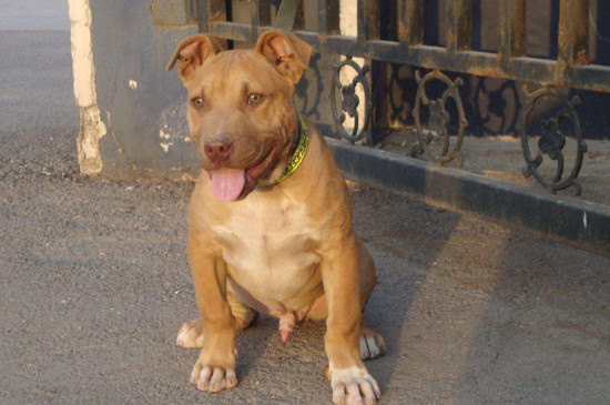 比特犬攻击主人吗