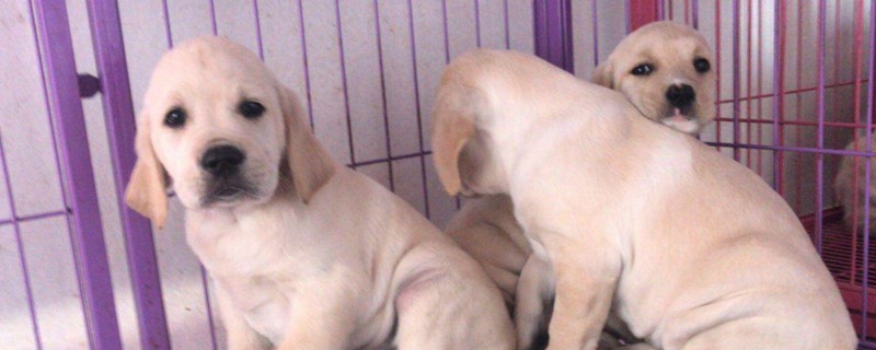 金毛幼犬打嗝怎么回事