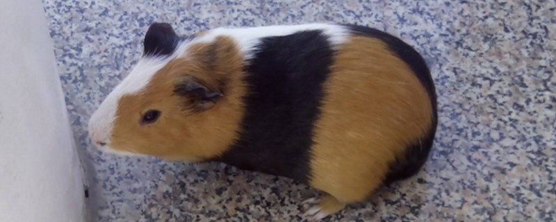 荷兰猪为什么总是叫