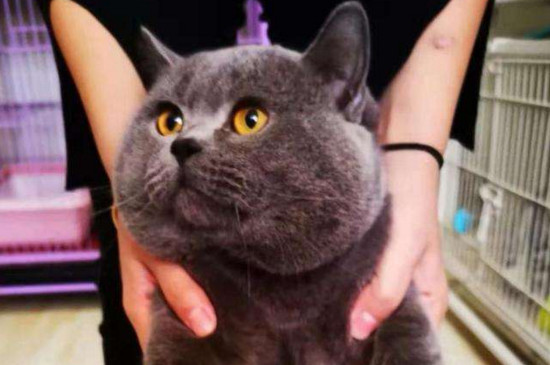 英短蓝猫怎么养毛色好