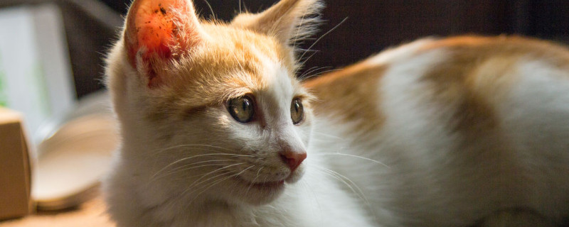 猫间歇性轻微发抖是怎么回事