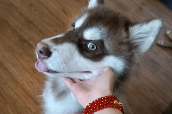给狗剪毛怎么让它不动