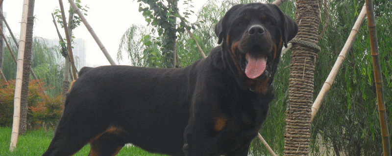 罗威纳犬禁养吗