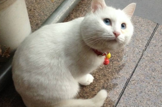 公猫闹猫的表现