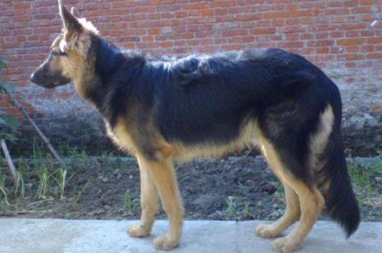 世界十大猛犬排名