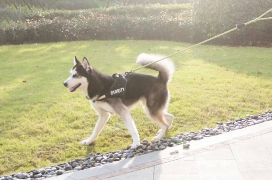 怎么不让狗狗乱大小便