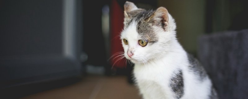 猫咬破了需要打针吗