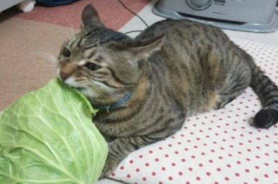 幼猫可以用猫薄荷吗