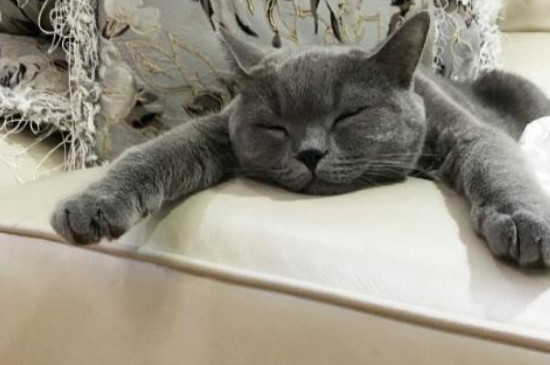 猫拉完屎后满屋子疯跑