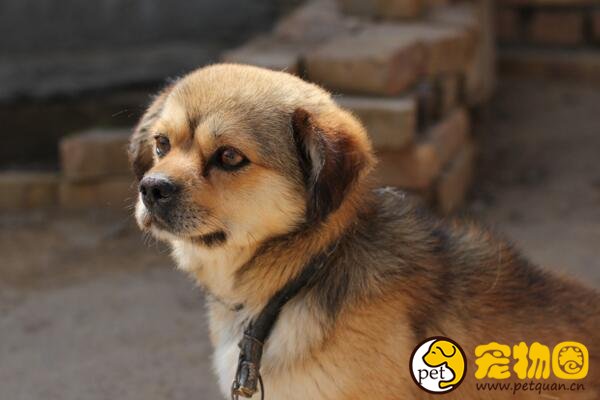 中华田园犬是最笨的狗吗，不听指令的原因是人类的冷漠