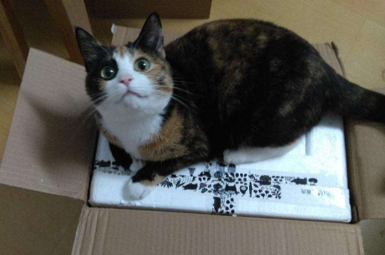 猫咪为啥走到哪跟到哪