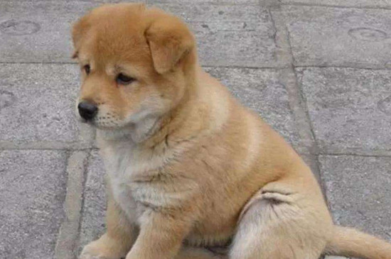 狗狗傻了怎么办
