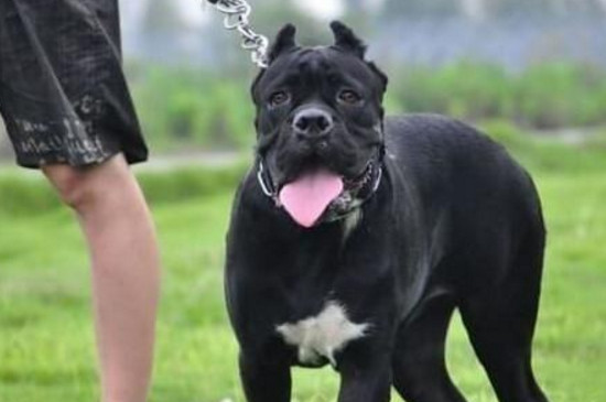卡斯罗犬家养危险吗