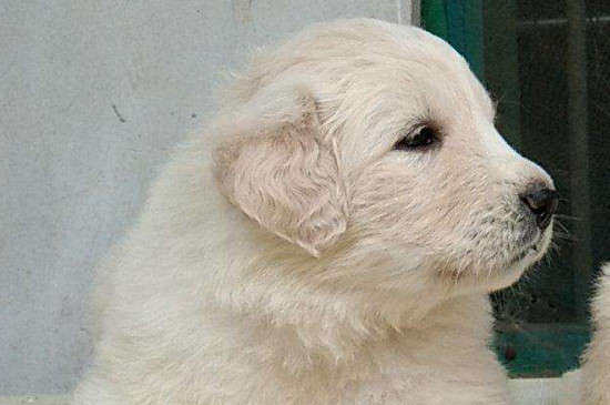 适合家养的大型犬排名
