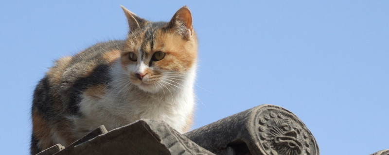 室内养猫对人的危害