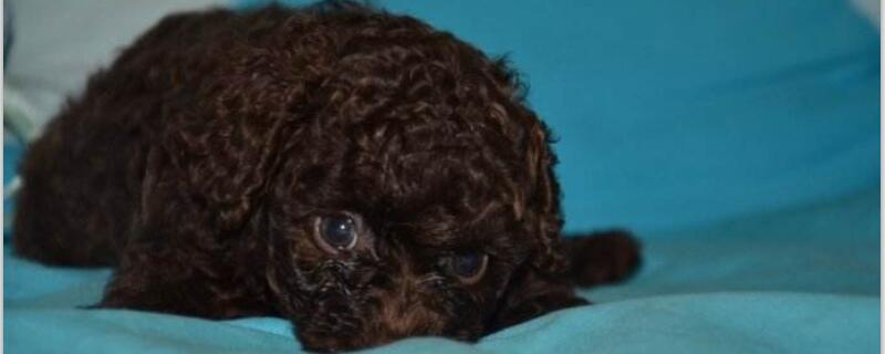泰迪幼犬喂养注意事项