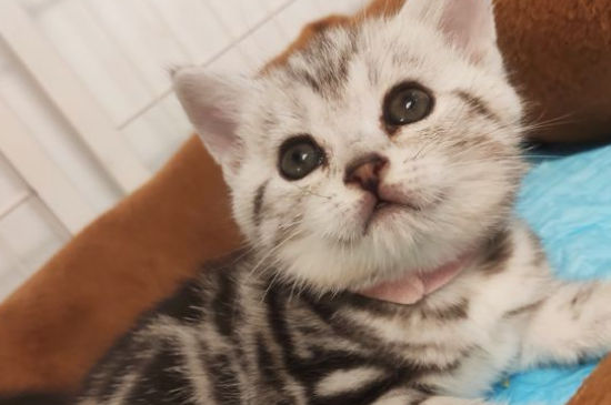 猫咪耳朵脏