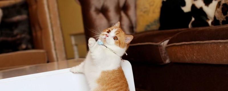 母猫要生之前的表现