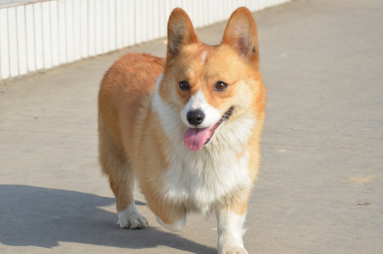 柯基怎么养