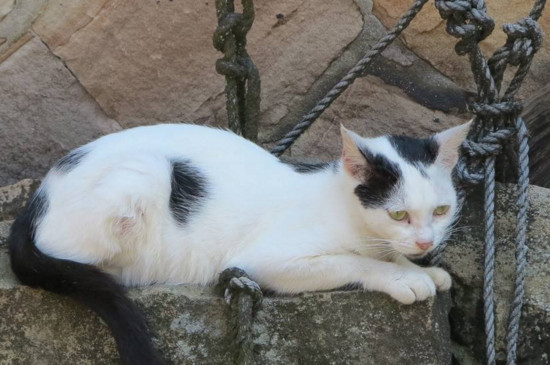 猫咪一直睡觉精神不振