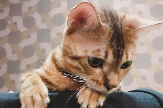 猫小便失禁全身无力