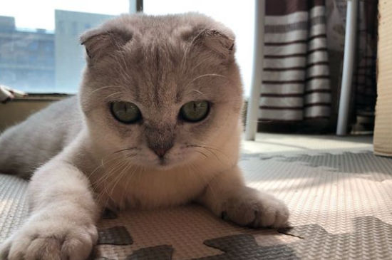 怎么看出折耳猫发病了