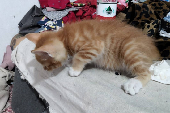 猫妈妈为什么吃小猫