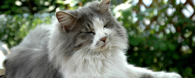 挪威森林猫夏天怎么办