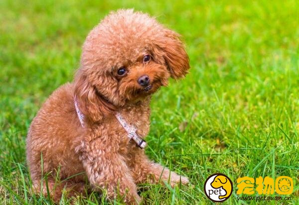 泰迪犬怎样训练比较好，主人的态度非常重要