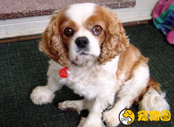 查理士王小猎犬受尽王室喜爱，天生富贵却身体娇弱