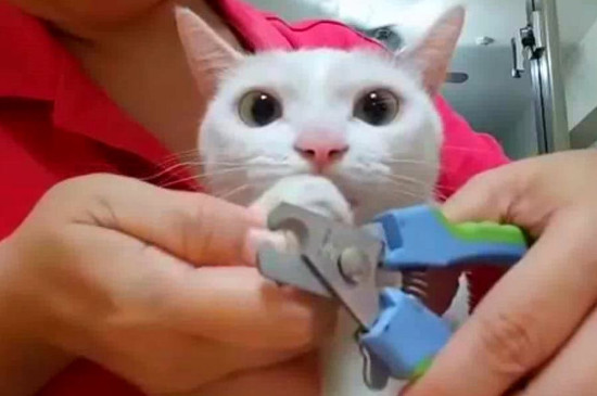 猫指甲断了发臭