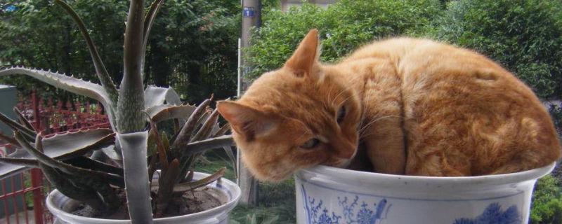 肠梗阻多久猫咪会死