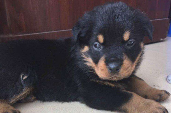 罗威纳犬家养危险么