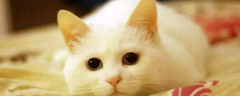 猫咪后腿拖着走路