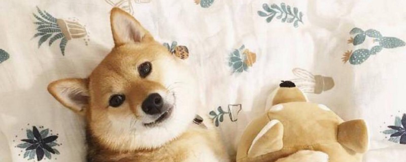 柴犬记仇么