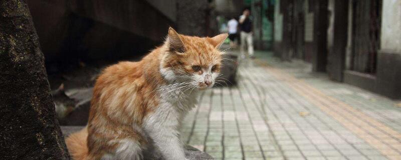 流浪猫渴望被收养的表现